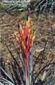 Tillandsia fasciculata