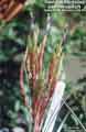 Tillandsia fasciculata