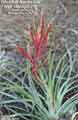 Tillandsia fasciculata