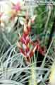 Tillandsia fasciculata