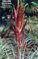 Tillandsia fasciculata