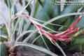 Tillandsia fasciculata