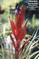 Tillandsia fasciculata