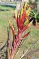 Tillandsia fasciculata