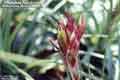 Tillandsia fasciculata