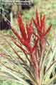 Tillandsia fasciculata