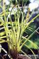 Tillandsia fasciculata