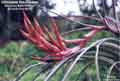 Tillandsia fasciculata