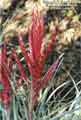 Tillandsia fasciculata