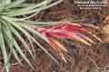 Tillandsia fasciculata