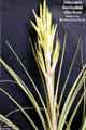 Tillandsia fasciculata alba form