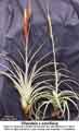 Tillandsia x smalliana