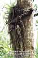 T. fasciculata being killed by weevil