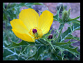 Argemone mexicana (Papaveraceae)