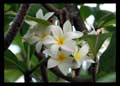 Plumeria alba (Apocynaceae)