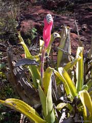 Aechmea bromelifolia