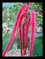 Acalypha hispida