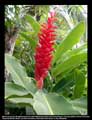 Alpinia purpurata