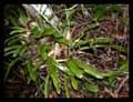 Araeococus parviflorus