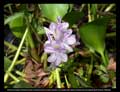 Eichornia crassipes