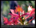 Epidendrum cinnabarinum