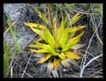 Vriesea neoglutinosa