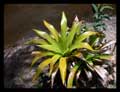 Vriesea procera