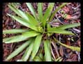 Vriesea species variegata