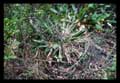 Aechmea bromelifolia