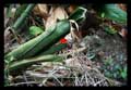 Aechmea bromelifolia