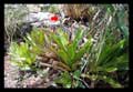 Aechmea lingulatoides