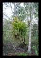 Aechmea lingulatoides