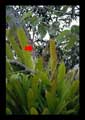 Aechmea lingulatoides
