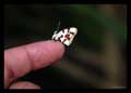 Anteros formosus