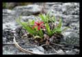 Barbacenia blanchetii (Velloziaceae)
