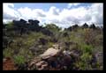 Campo rupestre