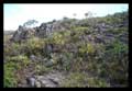 Campo rupestre