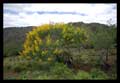 Cassia spectabilis