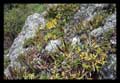 Encyclia alboxanthina