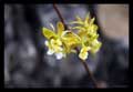 Encyclia alboxanthina