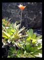 Hippeastrum species (Amaryllidaceae)