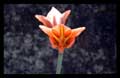 Hippeastrum species (Amaryllidaceae)