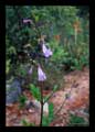 Jacaranda