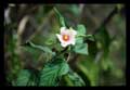 Malvaceae
