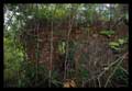 Ruinas
