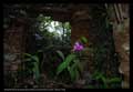 Ruinas