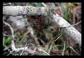 Tillandsia