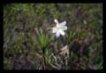 Vellozia species (Velloziaceae)