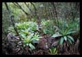 Vriesea exaltata