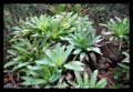 Vriesea exaltata
